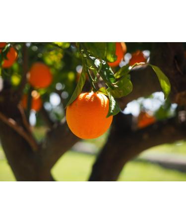 PurePlant Essentials 100% Pure 8th Chakra Oil Cosmic Love Organic and Wild Crafted Essential Oils Blend - 7.5 ml (1/4 oz) - Buy Online on GoSupps.com