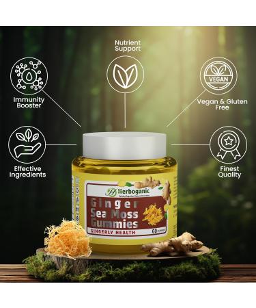 HERBOGANIC Ginger Sea Moss Gummies - Herbal Support for Immune & Digestive Health - Plant-Powered Gluten-Free & Vegan-Friendly - 60 Count Ginger 60 Count (Pack of 1) - Buy Online on GoSupps.com