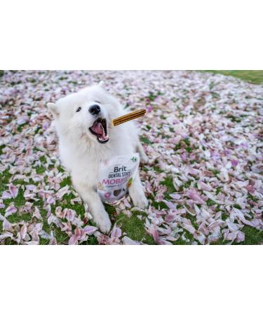 Brit Adult Food 251g - Buy Online on GoSupps.com