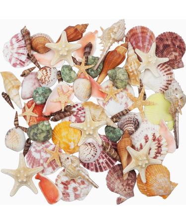 Sea Shells Mixed Beach Seashells 9 Kinds 1.2"-3.5 "Various Sizes Natural Seashells and 2 Kinds of Natural Starfish for Beach Themed Party DIY Crafts FishTank Vase Fillers Home Wedding Decorations - Buy Online on GoSupps.com