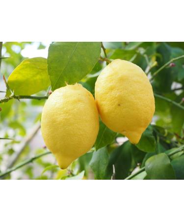 PurePlant Essentials 100% Pure Wellness Protection Immune Support Organic and Wild Crafted Essential Oils Blend Diluted in Light Coconut Oil - 18ml - Buy Online on GoSupps.com