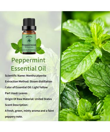 Yethious 2 Pack Lavender Peppermint Essential Oil Set - 100% Organic, Undiluted Aromatherapy Oils for Diffuser, Skin, Perfume, Soap, Candle Making - 2X 10ML - Mothers Day Gifts - Buy Online on GoSupps.com
