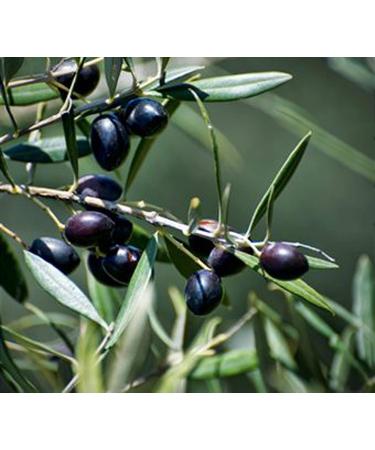 Montebello Pure Olive Oil 5L - Buy Online on GoSupps.com