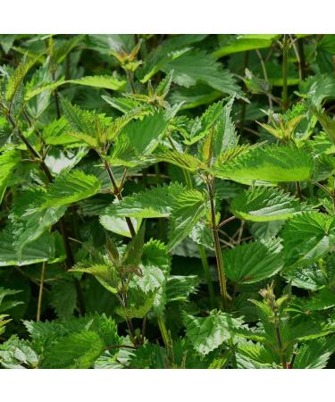 Organic Nettle Powder 500g - Gluten-Free, Lactose-Free, Vegan, 100% Natural | Ground Nettle from Controlled Organic Cultivation - Laboratory-Tested | Additive-Free, Gently Ground for Optimal Quality - Buy Online on GoSupps.com