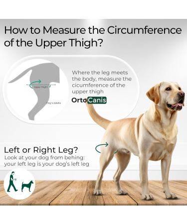 Ortocanis Knee Brace for Dogs - Right Hind Leg Size S | Cruciate Ligament Patellar Luxation & Osteoarthritis Support - Buy Online on GoSupps.com