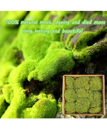 Preserved Moss Pole - 1.5 sq. Ft Decorative Moss for DIY Crafts and Wall Decor (Yellow Green) - Buy Online on GoSupps.com