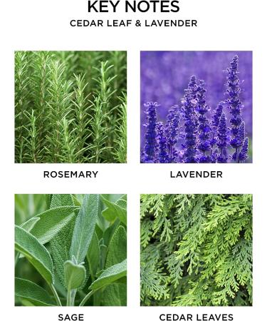 NEST New York Cedar Leaf & Lavender Liquid Hand Soap - 10 Fl Oz - Buy Online on GoSupps.com