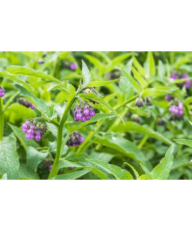 Buy Ora's Amazing Herbal Unscented Face Oil - Organic Calendula Thyme Rosehip | Lightweight Nourishing Serum 1 oz - Ship Internationally - Buy Online on GoSupps.com
