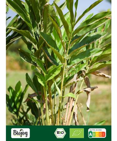 Biojoy Poudre de galanga BIO (250 g) Racine de galanga moulue sans additifs (Alpinia galanga) - Buy Online on GoSupps.com