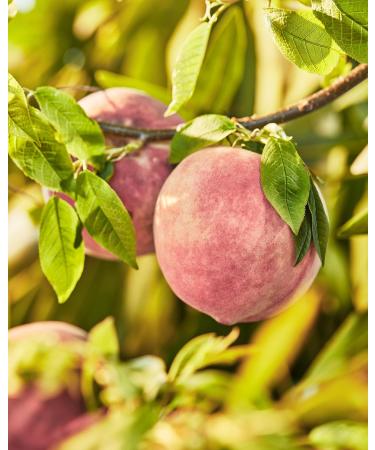Skylar Peach Fields Eau de Parfum - Hypoallergenic & Clean Perfume for Women & Men Vegan & Safe for Sensitive Skin - Sweet Perfume with Notes of Mandarin Grapefruit Peach - 10mL /0.33 Fl oz - Buy Online on GoSupps.com