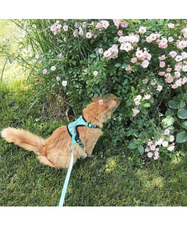 PUPTECK Cat Harness and Leash Set - Adjustable Escape Proof Vest for Small Medium Cats - Retractable Breathable Mesh with Reflective Strips - Green - Buy Online on GoSupps.com