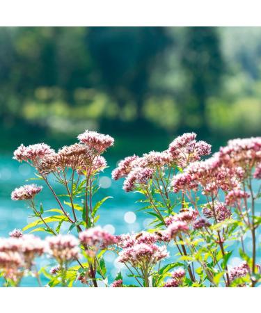 Bulgaria Organic Valerian Essential Oil 5ml | for Sleep, Relaxation & Stress Relief | Therapeutic Grade Aromatherapy Oil - Buy Online on GoSupps.com