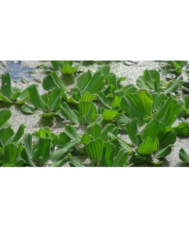 Aqua Plants Exclusive Product - 5 x Water Lettuce - Pistia stratiotes - Floating Live Pond Plants - Live Aquarium Plants