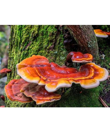 Longevity - Pure Organic Reishi 10:1 Extract - Calm Destress Sleep - Add to Water/Tea/Coffee/Smoothies - 125 Grams 4.41 Ounce (Pack of 1) - Buy Online on GoSupps.com