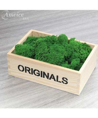 AMEICE Green Reindeer Moss: Natural Preserved Decor for Gardens, Terrariums & Crafts - Buy Online on GoSupps.com