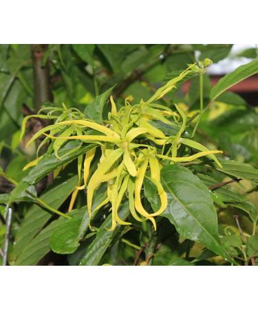 Radha Beauty Ylang Ylang Essential Oil 5mL - 100% Natural Therapeutic Grade for Aromatherapy Relaxation Fragrance for Home & Office - Buy Online on GoSupps.com