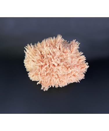 Premium Sea Wool Art Sponge: Professional Grade for Painting, Decorating, Texturing, and More - Buy Online on GoSupps.com