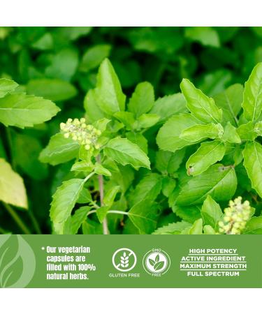 HerbsForever Tulsi (Holy Basil)-Extra Strength (10:1)Extract Equiv.to 2250mg Leaves Powder Per Serving- Supports Immunity Respiratory & Stress Relief|Antioxidant|2%Ursolic Acid|60Veg Capsules|750mg - Buy Online on GoSupps.com