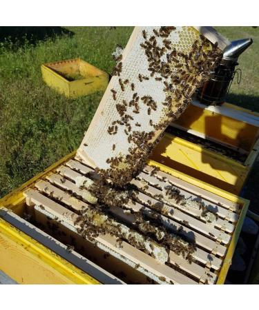 Premium Acacia Honey Sticks - Straight from the hive - Great Taste Pure and Natural Honey from Romania 20 portions x 12g 240g - Buy Online on GoSupps.com