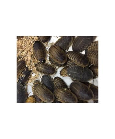 Livefood UK Live Feeder Roach Blaptica Dubia Medium size 14-25mm (50) 1 count (Pack of 50)