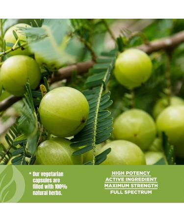Herbsforever Amla (Indian Gooseberry) - Powder Per Serving|NaturalVitaminC Antioxidant Immunity Digestion Hair | Concentrate 45%|60Veg Capsules|950mg - Buy Online on GoSupps.com