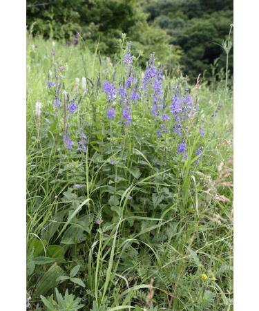 Speedwell Herb Tea | Veronica Officinalis L | V ronique Officinale Herbe Tisane | Health Embassy (50g) - Buy Online on GoSupps.com