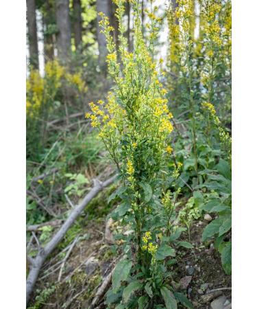 Goldenrod Herb Tea | Solidago Virgaurea L | Solidage Verge D'OR Herbe Tisane | Health Embassy (100g) - Buy Online on GoSupps.com