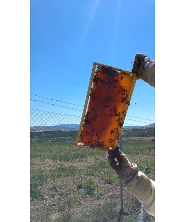 3 x 300g Honeycomb Of Wildflower In Wooden Frame - Pure Natural Honey Comb - Unpasteurised 100% Directly From Hives - Buy Online on GoSupps.com