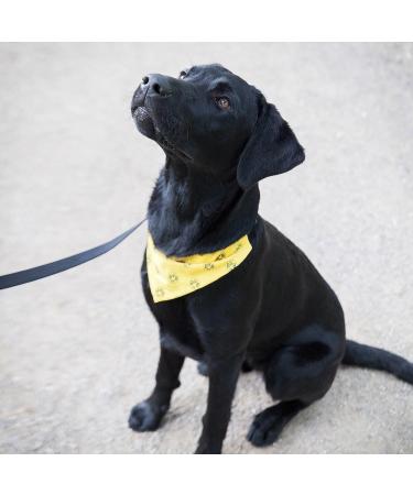 Borussia Dortmund BVB Dog Scarf - Black/Yellow Size 25 | Shop Internationally - Buy Online on GoSupps.com