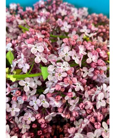 Lilac Hydrosol Facial Toner Organic Flower Water | Refreshing Aromatherapy Mist for Face & Hair | Balancing Cooling & Hydrating | Small Batch Distilled | 4 fl oz - Buy Online on GoSupps.com