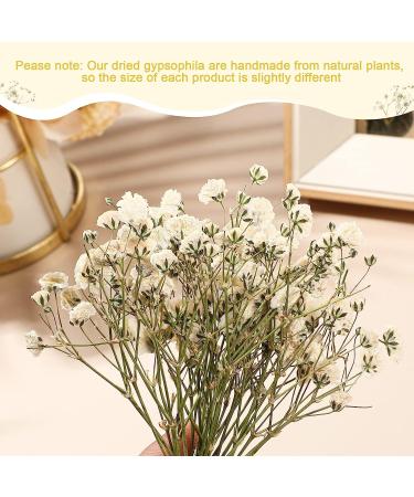 Dried Ivory White Babys Breath Flowers Bouquet - 50 Pcs | Real Gypsophila Branches for Wedding Decor, Resin Art, DIY Crafts - Buy Online on GoSupps.com