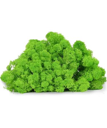Neptten Preserved Moss for Fairy Garden - Versatile Chartreuse 3oz Decor Moss for Limitless Creativity! - Buy Online on GoSupps.com
