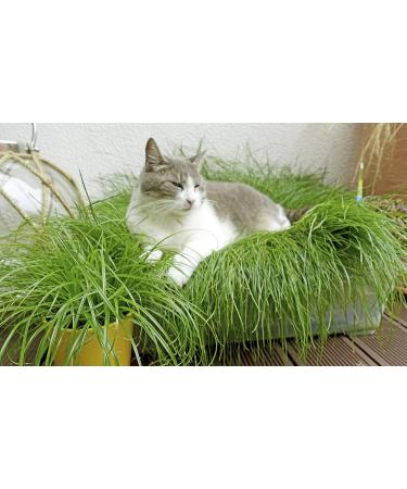 Glaeser Easygreen Cat Grass 1.20 m | Dietary Supplements for Cats | Hairball Relief & Stomach Cleaning for Indoor Cats - Buy Online on GoSupps.com