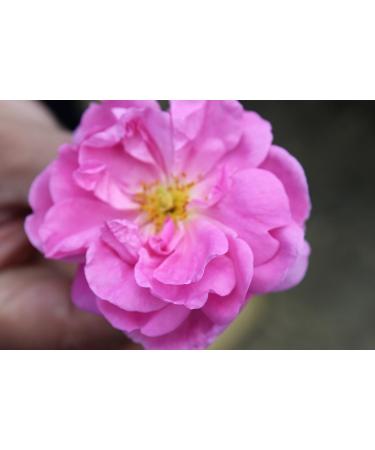 100% Pure Natural Vegan Turkish Rosewater 300ml/10 oz - Hydrating Face Toner - Buy Online on GoSupps.com