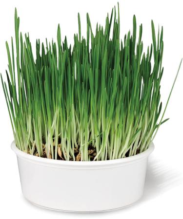 SmartyKat Sweet Greens Grow Kit for Cats & Kittens - Potting Soil & Container Included - Buy Online on GoSupps.com