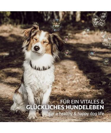 AniForte Dog with Cistus Rose Powder 100g - Natural Cistus Powder Cistus incanus infection blocker with vitamins Cistus strengthens the immune system and promotes metabolism - Buy Online on GoSupps.com