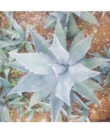 agave agave - Buy Online on GoSupps.com