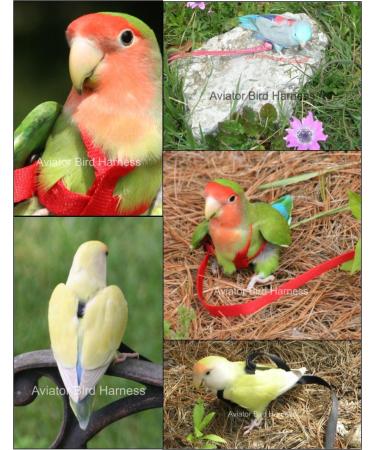 Aviator Bird Harness & Leash - Made in America | XXXS Red - Best for Small Birds | International Shipping Available - Buy Online on GoSupps.com