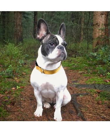 Joytale Reflective Dog Collar for Small Dogs - Brown Size S (Pack of 1) | Durable & Stylish - Buy Online on GoSupps.com