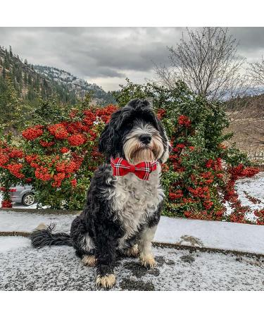 Shop Lionheart Glory Christmas Checkered Dog Collar & Bowtie - Adjustable & Comfortable for Medium Dogs - Ideal Holiday Accessory - Buy Online on GoSupps.com