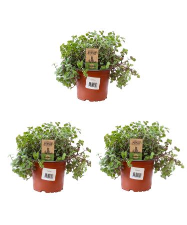 3X Sch npolster - Callisia repens - food plant for bearded dragons birds guinea pigs rabbits