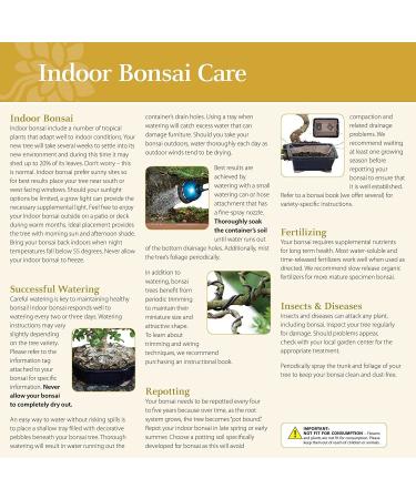 Brussel's Live Golden Gate Ficus Bonsai Tree - 4 Years Old - 5-8 Tall - Indoor Plant with Small Ceramic Pot - Buy Online on GoSupps.com