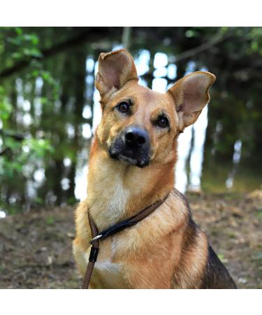 Lionto Dog Collar - Retriver Training Collar | 40 cm Length Brown 0.8 cm Thickness - International Shipping Available - Buy Online on GoSupps.com
