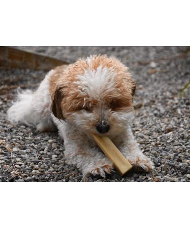 Yak Cheese Dog Chews All-Natural Chews for Dogs. Long Lasting Yak Milk Dog Chews for Aggressive Chewers for Teething Puppies & Bored Dogs (Small 6 Pack) 6 count (Pack of 1) Small - Buy Online on GoSupps.com