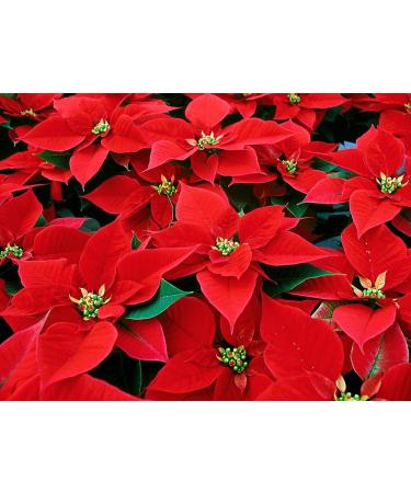 Perlier: "Stella di Natale" Bath Cream with Christmas Star * 16.9 Fluid Ounces (500ml) Bottle * Italian Import  - Buy Online on GoSupps.com