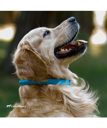Collardirect Handmade Round Leather Dog Collar - Soft Padded Adjustable for Small & Large Dogs - Available in Black Pink Red Purple Blue (48-53 cm) - Buy Online on GoSupps.com