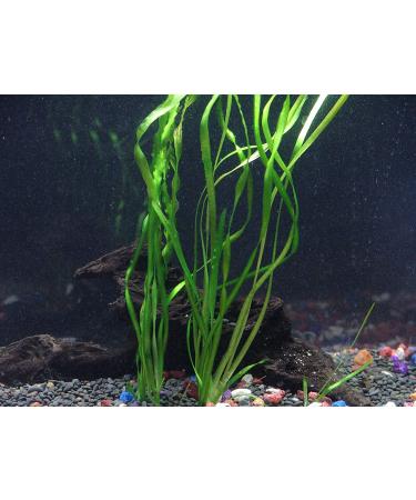 Florida 10 Species Live Aquarium Plants Bundle - Vibrant and Diverse Aquatic Flora Collection - Buy Online on GoSupps.com