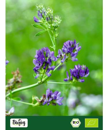 Biojoy Alfalfa seeds BIO (1 kg) whole seeds to germinate - Buy Online on GoSupps.com