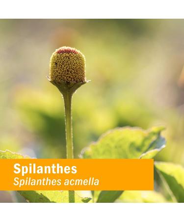 Herb Pharm Gum Guardian Herbal Mouthwash - Organic, 1 Fl Oz - Healthy Mouth and Gums - Buy Online on GoSupps.com