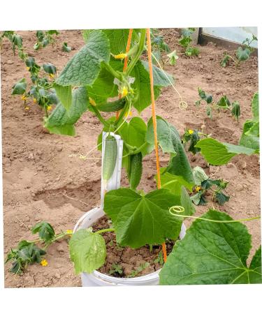 Milisten 16 Pcs Shaped Growth Mold Star Cucumber Shaper Star Shaped Cucumber Vegetable Growing Molds Cucumber Growing Decor Growing Medium Fruit Cucumber Mold Chocolate Accessories Plastic As Shownx4pcs mediumx4pcs - Buy Online on GoSupps.com